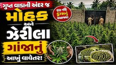 લીલાછમ ખેતરોની આડમાં મોતનું ઝેર, આખરે કોણ છે આ લીલાછમ ઝેરનો અસલી માસ્ટરમાઈન્ડ? રુંવાડા ઉભા કરશે આ અહેવાલ