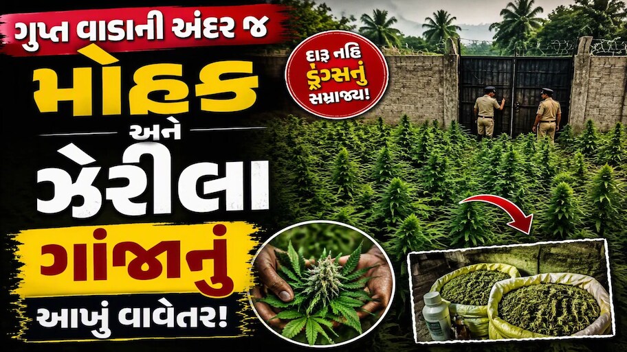 લીલાછમ ખેતરોની આડમાં મોતનું ઝેર, આખરે કોણ છે આ લીલાછમ ઝેરનો અસલી માસ્ટરમાઈન્ડ? રુંવાડા ઉભા કરશે આ અહેવાલ