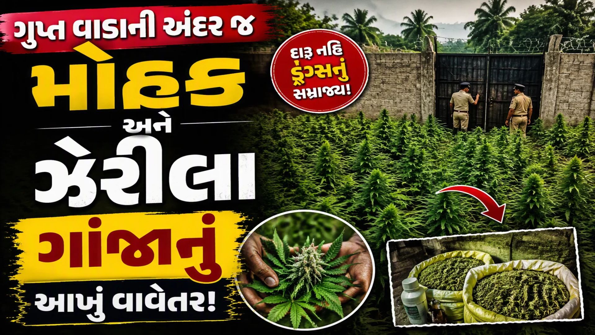 લીલાછમ ખેતરોની આડમાં મોતનું ઝેર, આખરે કોણ છે આ લીલાછમ ઝેરનો અસલી માસ્ટરમાઈન્ડ? રુંવાડા ઉભા કરશે આ અહેવાલ લીલાછમ ખેતરોની આડમાં મોતનું ઝેર, આખરે કોણ છે આ લીલાછમ ઝેરનો અસલી માસ્ટરમાઈન્ડ? રુંવાડા ઉભા કરશે આ અહેવાલ