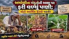 અમરેલી પંથકમાં કપાસ પર આ રોગનો આતંક: 10-12 મણની સામે માત્ર 2 થી 3 મણ ઉતારો આવવાની દહેશત
