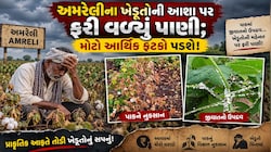 અમરેલી પંથકમાં કપાસ પર આ રોગનો આતંક: 10-12 મણની સામે માત્ર 2 થી 3 મણ ઉતારો આવવાની દહેશત