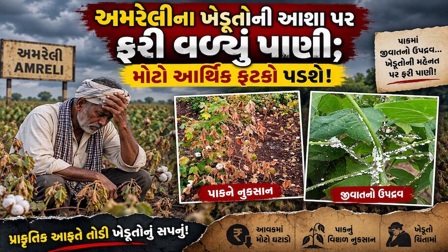 અમરેલી પંથકમાં કપાસ પર આ રોગનો આતંક: 10-12 મણની સામે માત્ર 2 થી 3 મણ ઉતારો આવવાની દહેશત