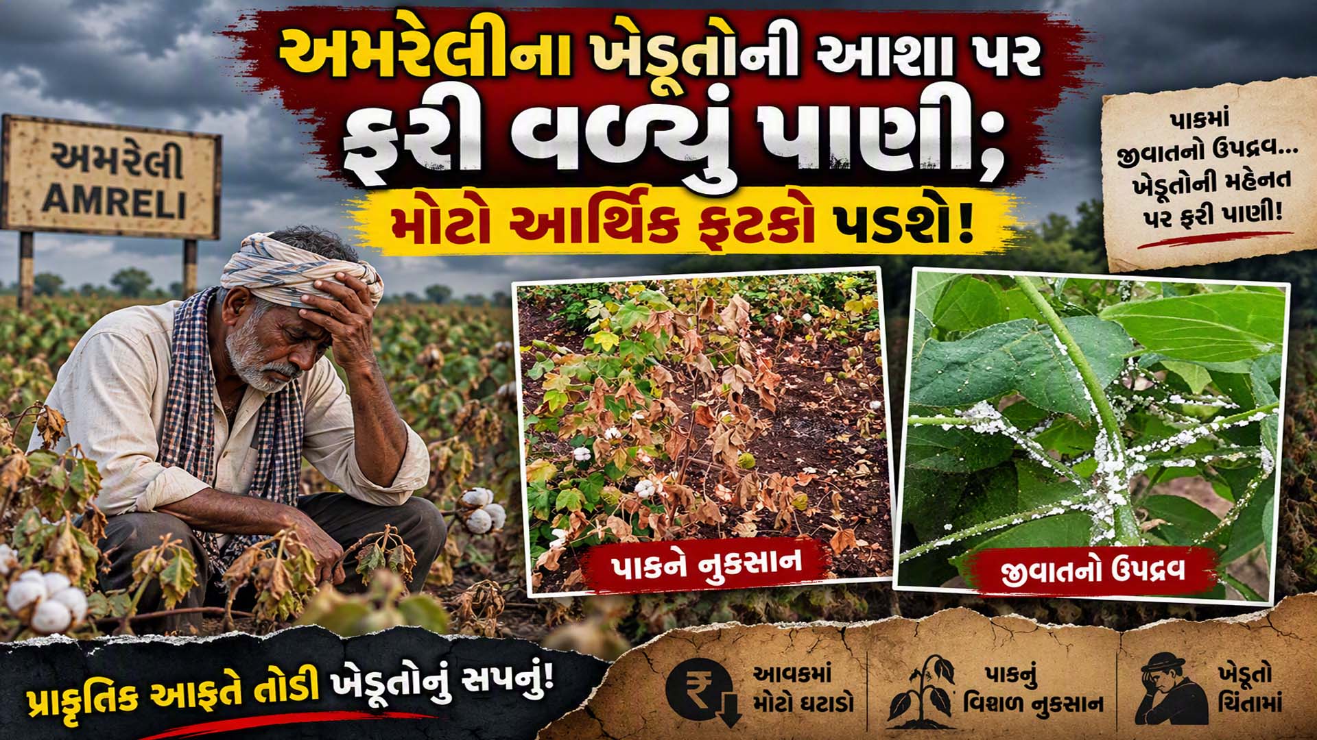 અમરેલી પંથકમાં કપાસ પર આ રોગનો આતંક: 10-12 મણની સામે માત્ર 2 થી 3 મણ ઉતારો આવવાની દહેશત અમરેલી પંથકમાં કપાસ પર આ રોગનો આતંક: 10-12 મણની સામે માત્ર 2 થી 3 મણ ઉતારો આવવાની દહેશત