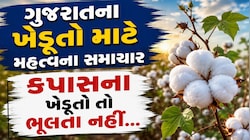ગુજરાતના 20 લાખ ખેડૂતો માટે છે આ સમાચાર, રજિસ્ટ્રેશન કરાવી લેજો નહીં તો રૂ નહીં ખરીદાય