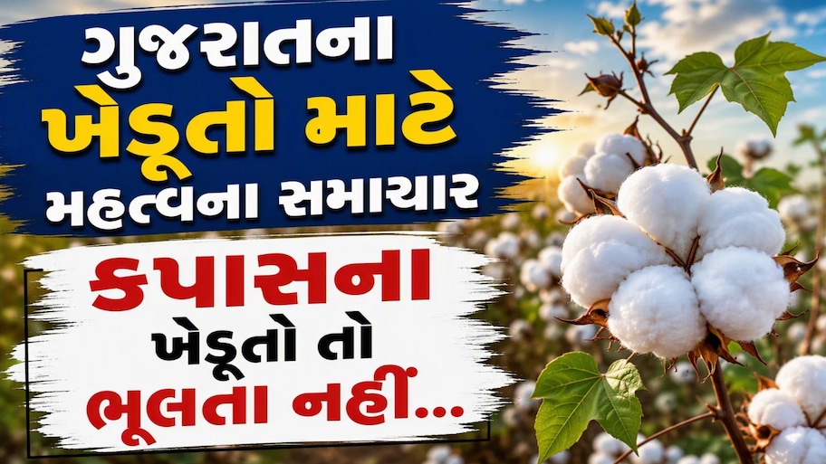 ગુજરાતના 20 લાખ ખેડૂતો માટે છે આ સમાચાર, રજિસ્ટ્રેશન કરાવી લેજો નહીં તો રૂ નહીં ખરીદાય