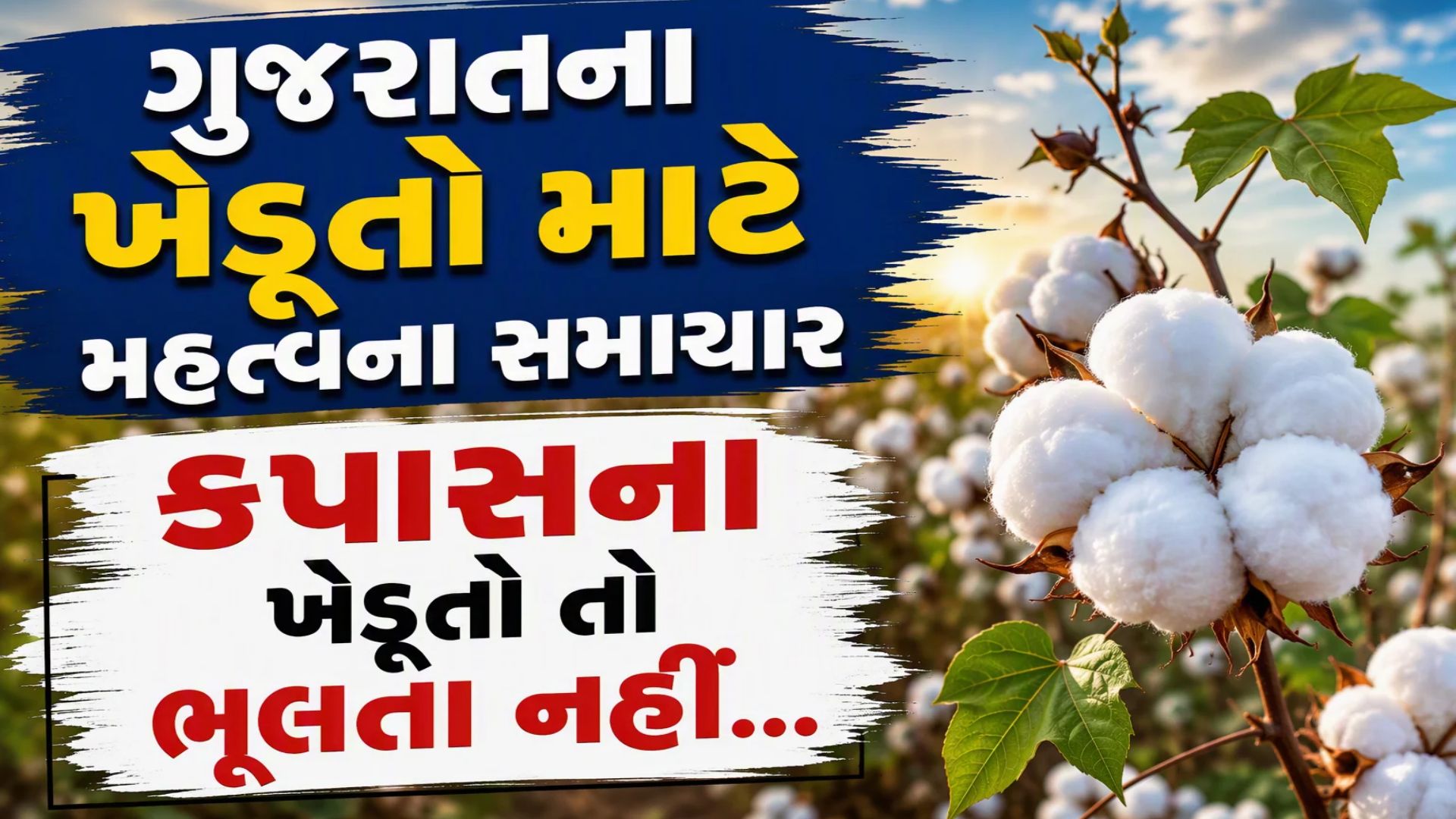 ગુજરાતના 20 લાખ ખેડૂતો માટે છે આ સમાચાર, રજિસ્ટ્રેશન કરાવી લેજો નહીં તો રૂ નહીં ખરીદાય ગુજરાતના 20 લાખ ખેડૂતો માટે છે આ સમાચાર, રજિસ્ટ્રેશન કરાવી લેજો નહીં તો રૂ નહીં ખરીદાય