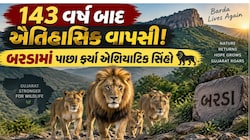 ગીર નહીં હવે સિંહોનું બીજુ ઘર બનશે બરડા, પોરબંદર વન તંત્રમાં મોટા ફેરફાર કરવાનો નિર્ણય