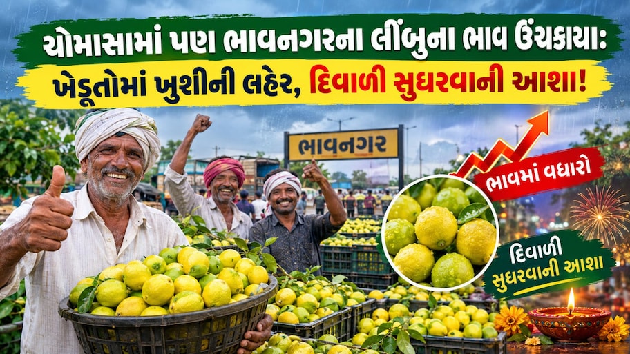 ભાવનગરના લીંબુનો જબરો કમાલ: ભાવ આસમાને ઉંચકાયા, જાણો અન્ય જિલ્લાઓ કરતા અહીંના લીંબુ કેમ છે ખાસ