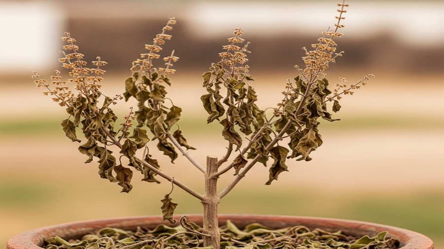 Tulsi Plant Care: જાણો 5 એવા છોડ જેને તુલસીના છોડ પાસે રાખો તો કરમાઈ જાય તુલસી