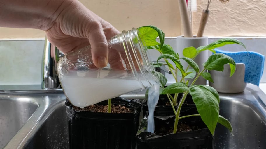 Natural Fertilizer: ચોખા પલાળેલું પાણી ફેંકતા નહીં, ઘરના છોડમાં નાખજો, ફટાફટ વધવા લાગશે છોડ