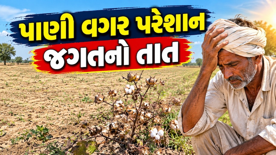 પાટણના ખેડૂતોની વેદના: વરસાદની ખેંચથી ખેતરોમાં પાક સૂકાઈ રહ્યો છે, શિયાળુ વાવેતર સામે મોટું સંકટ
