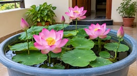 Gardening Tips: આ રીત ફોલો કરી ઘરે પાણીના ટબમાં ઉગાડો કમળના ફૂલ, એકદમ સરળ છે રીત