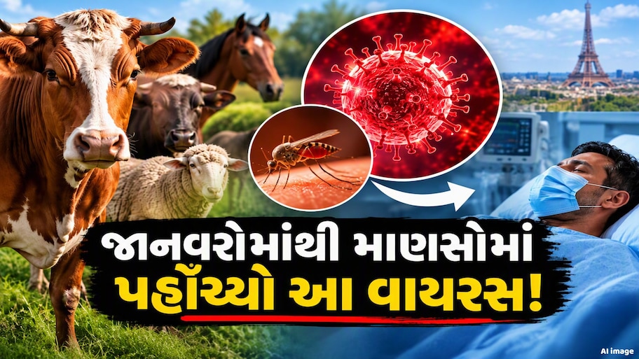 કોરોનાવાયરસ પછી, આ વાયરસે વધારી ચિંતા! પ્રાણીઓથી માણસોમાં ફેલાયો શામોન્ડા, દર્દીના મોતથી હંગામો !