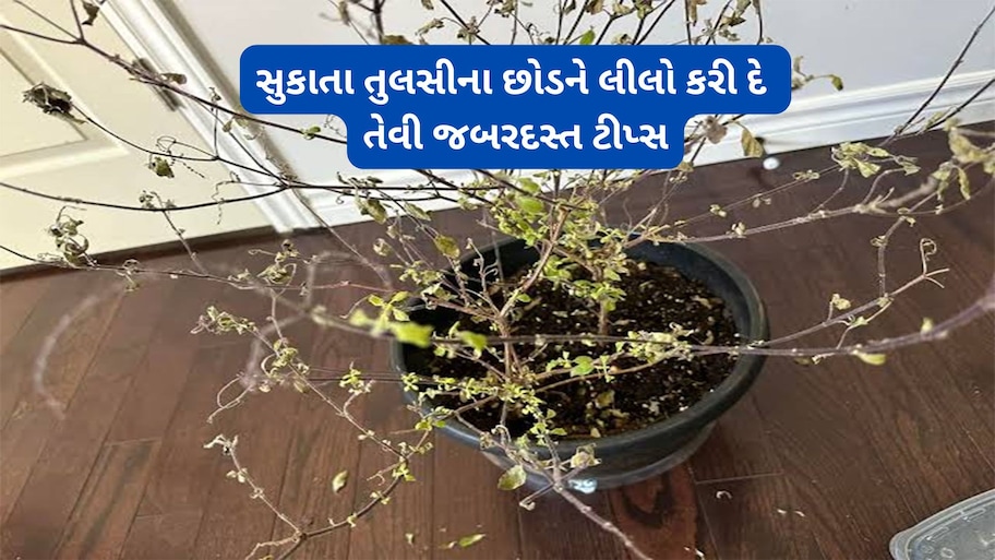 Tulsi Plant: તુલસી કરમાઈ રહ્યા છે ? અહીં દર્શાવેલી ટીપ્સ ફોલો કરો, તુલસીનો સુકાતો છોડ લીલોછમ્મ થઈ જશે