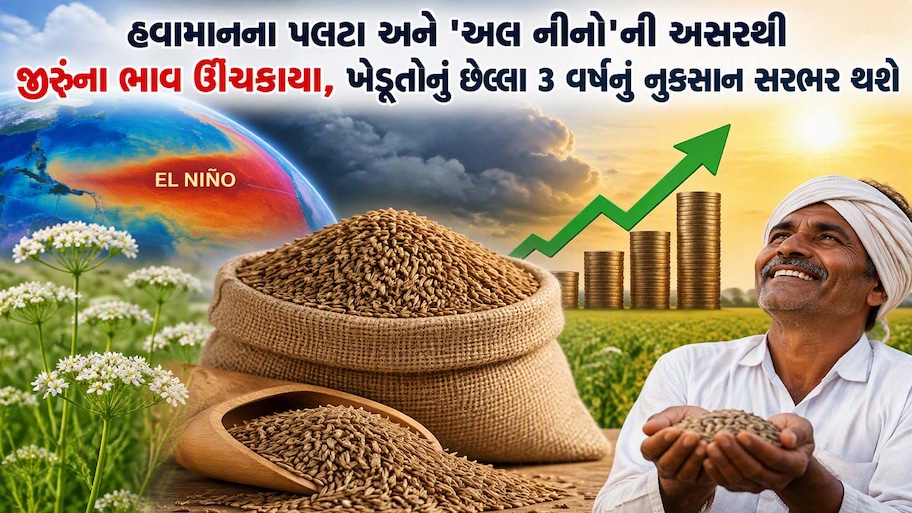 જીરૂ વેચવાની ઉતાવળ ન કરતા! ભાવમાં આવશે તેજી? ગુજરાતના ખેડૂતોનું છેલ્લા 3 વર્ષનું નુકસાન સરભર થશે