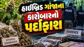 રાજકોટમાં હાઈબ્રિડ ગાંજાના નેટવર્કનો પર્દાફાશ! સો.મીડિયા ઇન્ફ્લુએન્સર અંકિતા દવેના ભાઈનું નામ સામે આવતાં ખળભળાટ