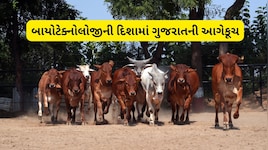 એક ગાય વર્ષે 10થી 20 વાછરડીઓ આપશે: BBBRC સેન્ટર થકી બનાસકાંઠા બનશે પશુ સંવર્ધનનું નેશનલ મોડેલ