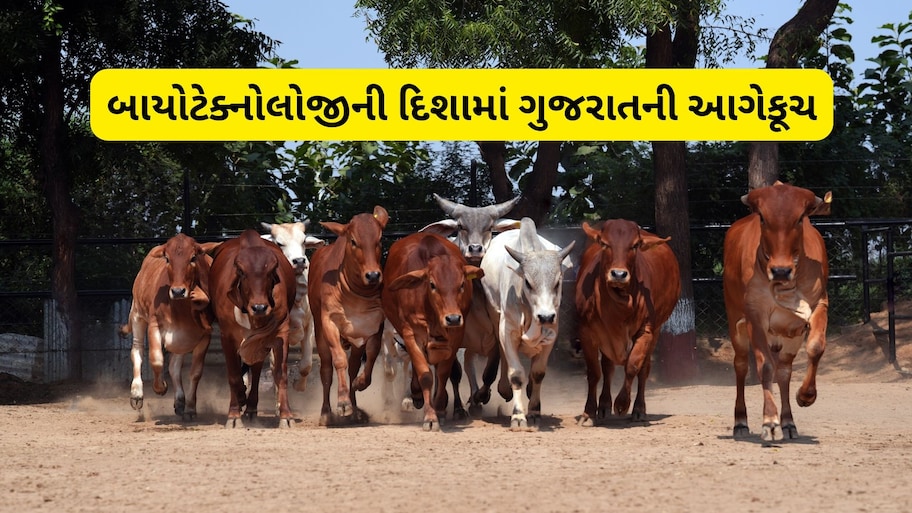 એક ગાય વર્ષે 10થી 20 વાછરડીઓ આપશે: BBBRC સેન્ટર થકી બનાસકાંઠા બનશે પશુ સંવર્ધનનું નેશનલ મોડેલ