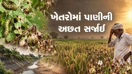 ભાલ પંથકમાં ખેડૂતો પર આફતોનો વરસાદ: આણંદમાં ડાંગરના પાક પર પાન વાળનારી ઈયળનો ઉપદ્રવ, 60% નુકસાનની ભીતિ
