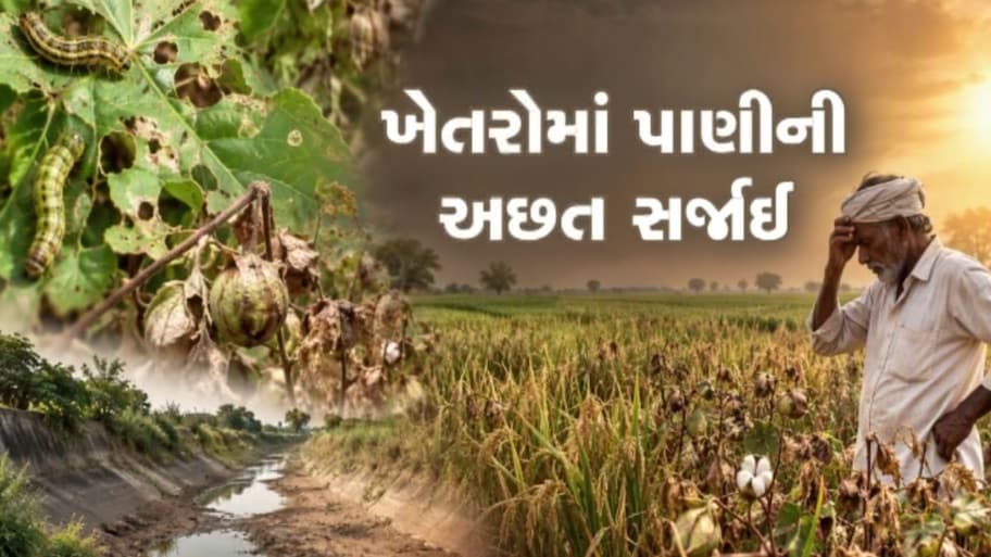 ભાલ પંથકમાં ખેડૂતો પર આફતોનો વરસાદ: આણંદમાં ડાંગરના પાક પર પાન વાળનારી ઈયળનો ઉપદ્રવ, 60% નુકસાનની ભીતિ